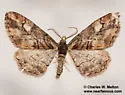 Parapheromia falsata - Hodges#6612