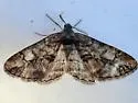 Parapheromia falsata - Hodges#6612 - photo 4