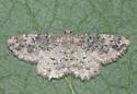 Parapheromia lichenaria - Hodges#6609 - Parapheromia lichenaria