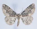 Parapheromia lichenaria - Hodges#6609 - photo 4