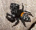 Paraphidippus basalis - Paraphidippus basalis