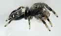 Paraphidippus basalis - photo 2