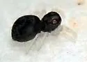 Paraphidippus basalis - photo 3