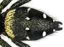 Paraphidippus basalis - photo 4