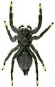 Paraphidippus basalis - photo 5