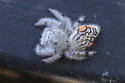 Paraphidippus fartilis - photo 3