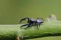 Paraphidippus fartilis - photo 4