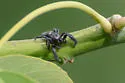 Paraphidippus fartilis - photo 5
