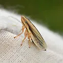 Fen Spittlebug