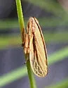 Fen Spittlebug - photo 2