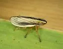 Fen Spittlebug - photo 3