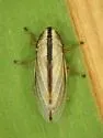 Fen Spittlebug - photo 4