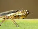 Fen Spittlebug - photo 5