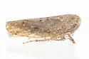 Paraphlepsius abruptus