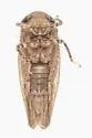 Paraphlepsius abruptus - photo 2