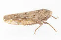 Paraphlepsius abruptus - photo 3