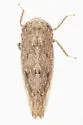 Paraphlepsius abruptus - photo 4