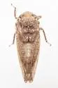 Paraphlepsius abruptus - photo 5
