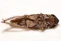 Paraphlepsius apertinus - Paraphlepsius apertinus