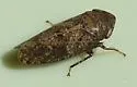 Paraphlepsius apertus - photo 2