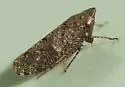 Paraphlepsius apertus - photo 3