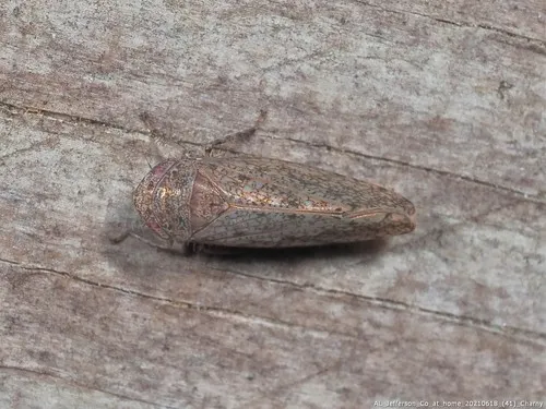 Paraphlepsius attractus