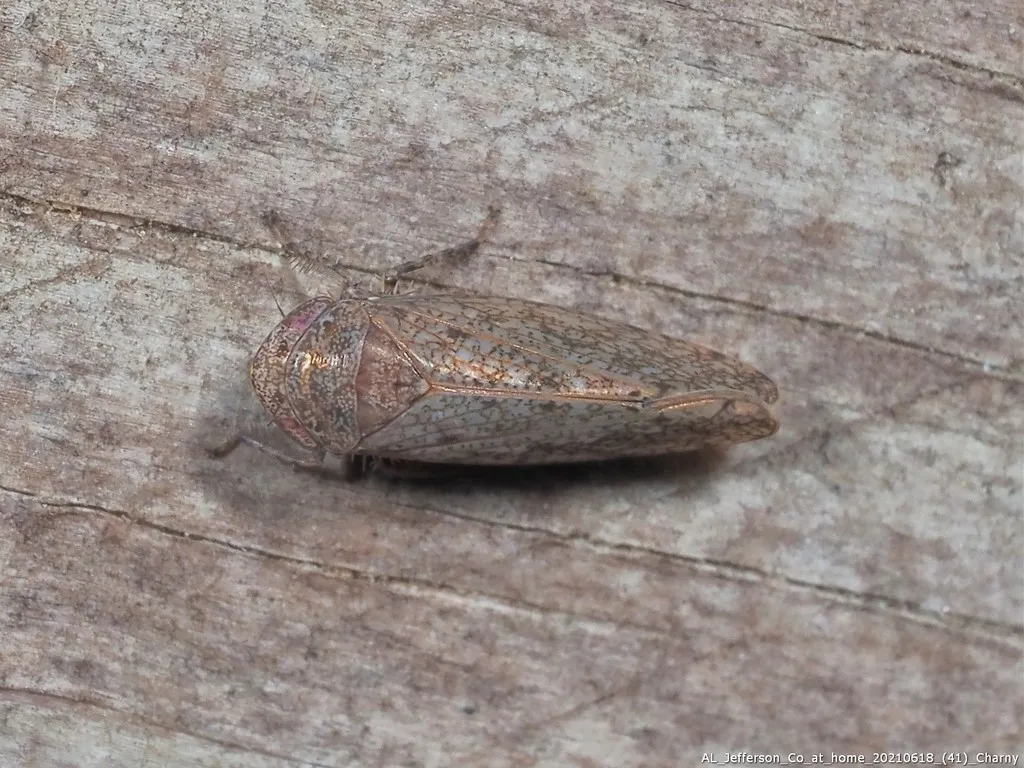 Paraphlepsius attractus - photo 2