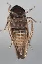Paraphlepsius bifidus - photo 2