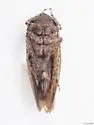 Paraphlepsius brunneus - photo 2