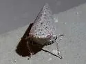 Paraphlepsius brunneus - photo 4