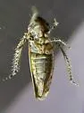 Paraphlepsius brunneus - photo 5