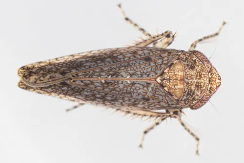 Paraphlepsius carolinus