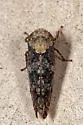 Paraphlepsius collitus