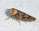 Paraphlepsius collitus - photo 2