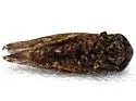 Paraphlepsius collitus - photo 3