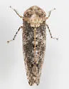 Paraphlepsius collitus - photo 4