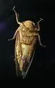 Paraphlepsius continuus - photo 2