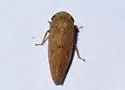 Paraphlepsius continuus - photo 3