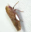 Paraphlepsius continuus - photo 4