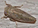 Paraphlepsius continuus - photo 5