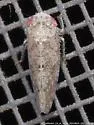 Paraphlepsius cornutus