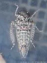 Paraphlepsius cornutus - photo 2