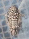 Paraphlepsius cornutus - photo 3