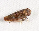 Paraphlepsius dentatus - photo 2