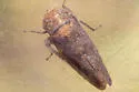 Paraphlepsius dentatus - photo 3