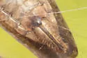 Paraphlepsius dentatus - photo 4