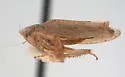 Paraphlepsius docilis