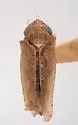 Paraphlepsius docilis - photo 2