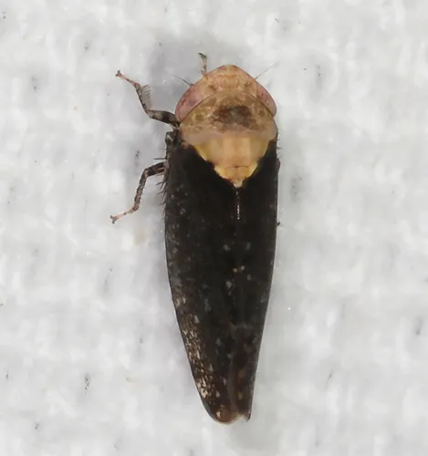 Paraphlepsius eburneolus