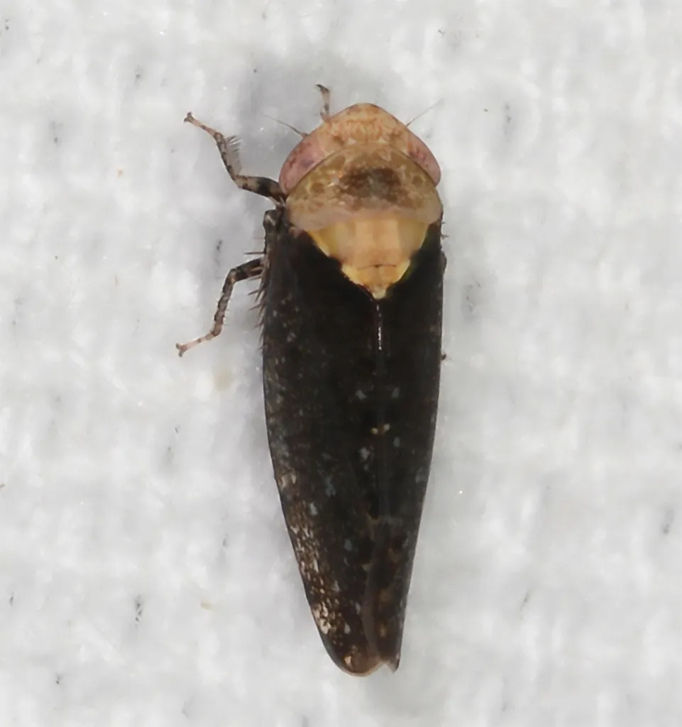 Paraphlepsius eburneolus - photo 2